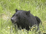 Black Bear in British Columbia