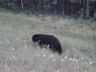 A bear in British Columbia